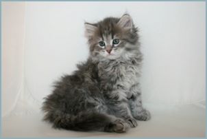 Male Siberian Kitten from Deedlebug Siberians